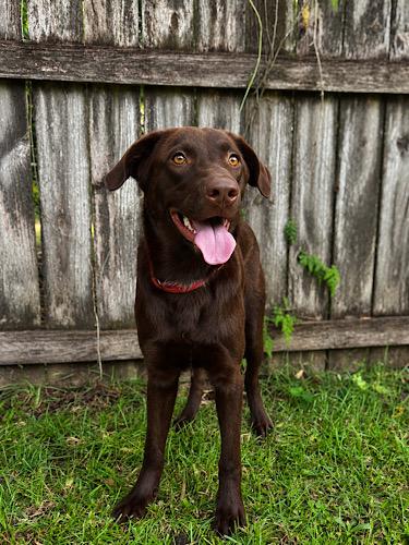 Enlarge Sal 4, a ADOPTABLE mixed breed in Killingworth, CT image 4/6