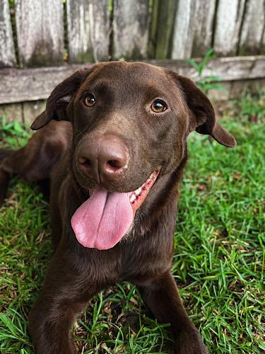 Sal 4, ADOPTABLE, Young Male Chocolate Labrador Retriever.