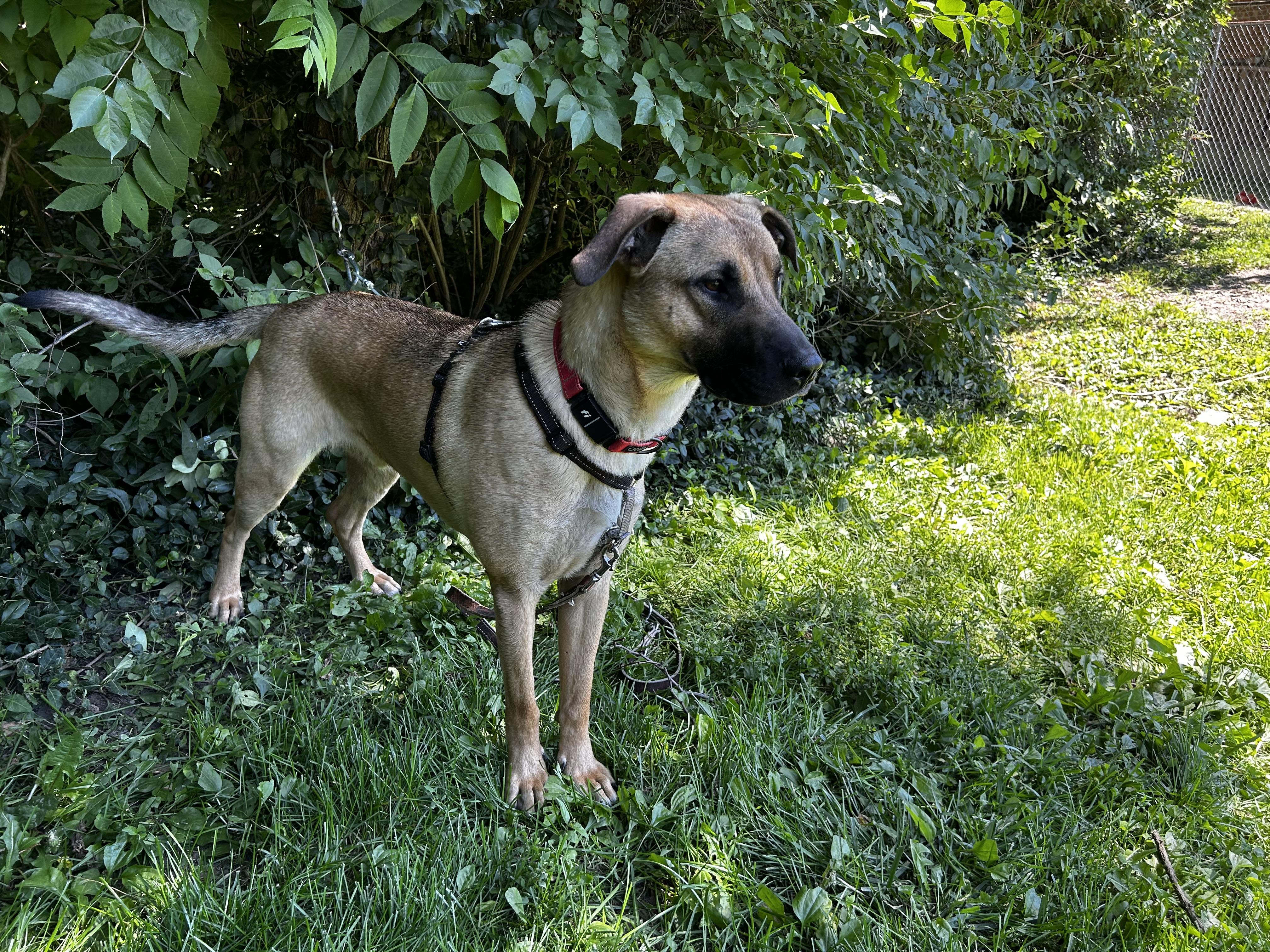 Skywalker, a Adoptable mixed breed in Indianapolis, IN image 4/4