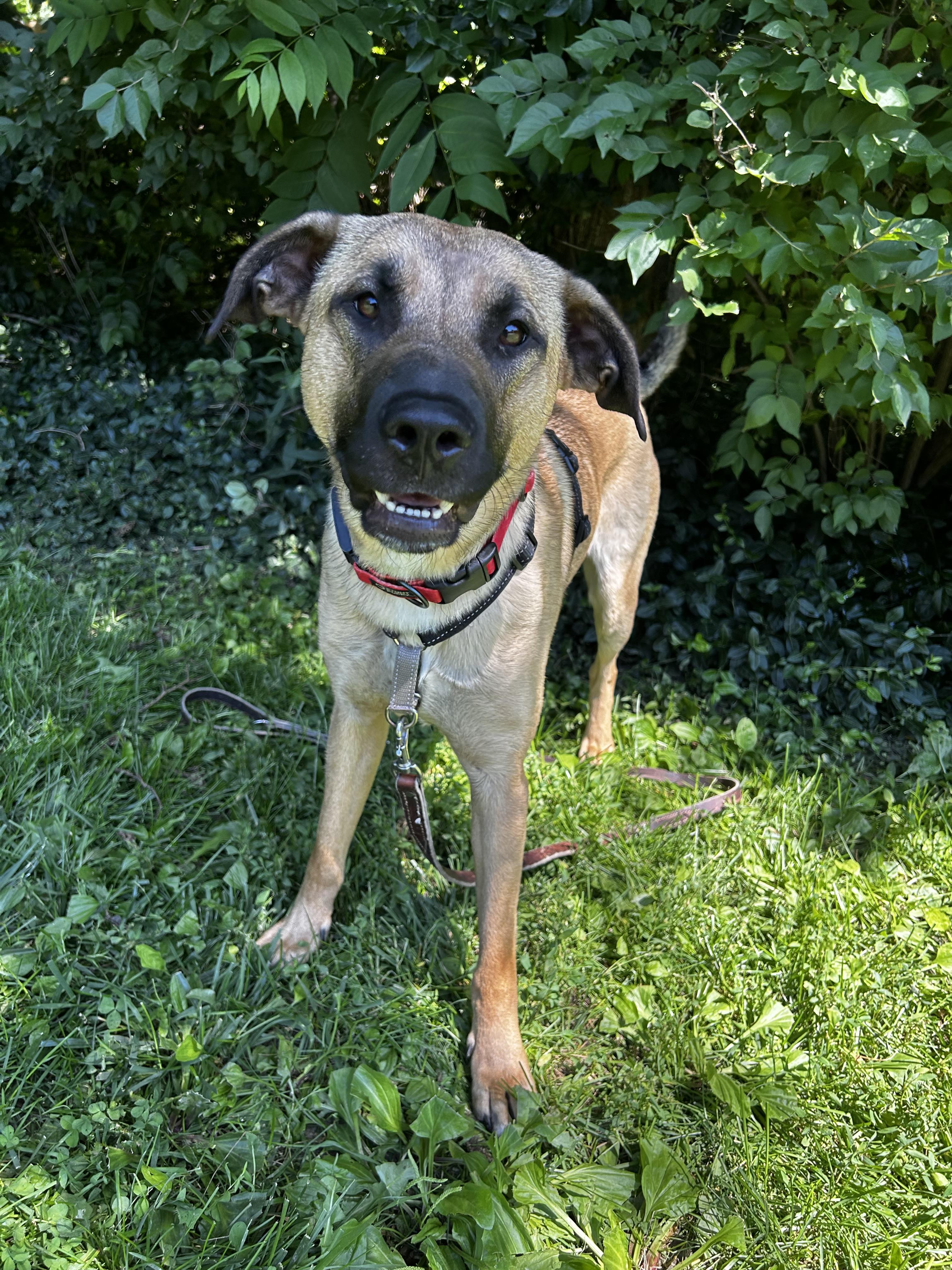 Skywalker, a Adoptable mixed breed in Indianapolis, IN image 3/4