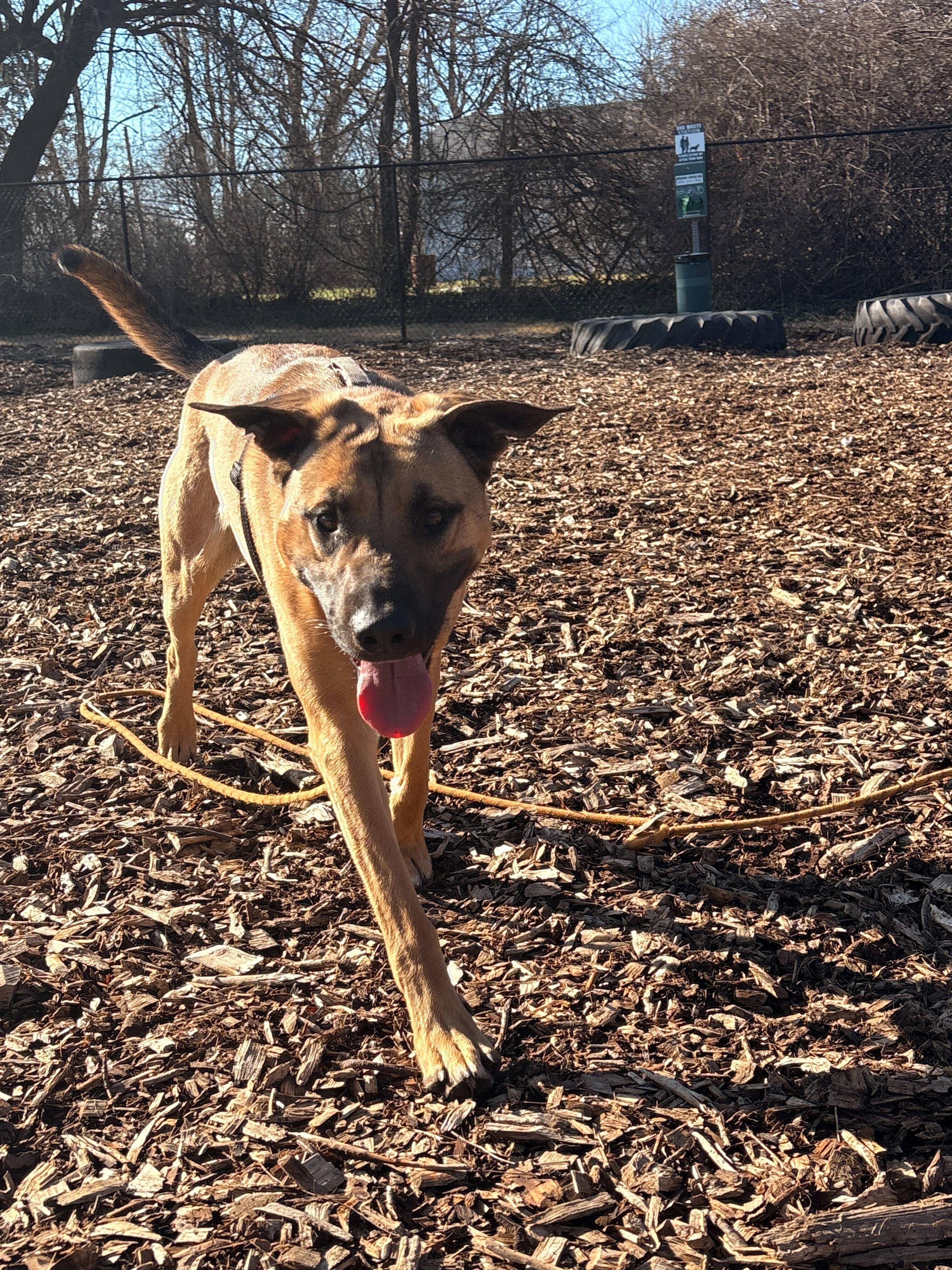 Enlarge Skywalker, a Adoptable mixed breed in Indianapolis, IN image 3/3