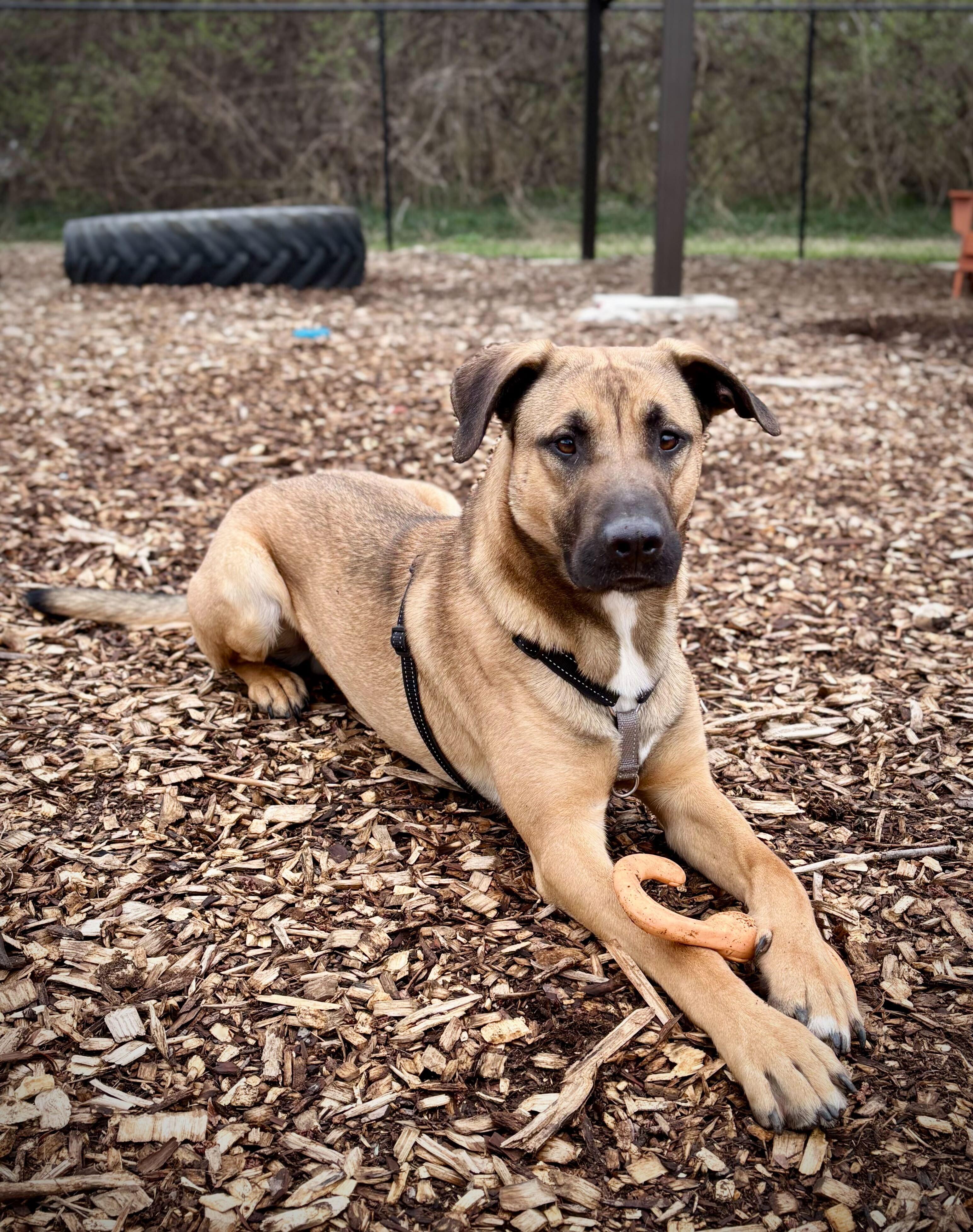 Enlarge Skywalker, a Adoptable mixed breed in Indianapolis, IN image 1/3
