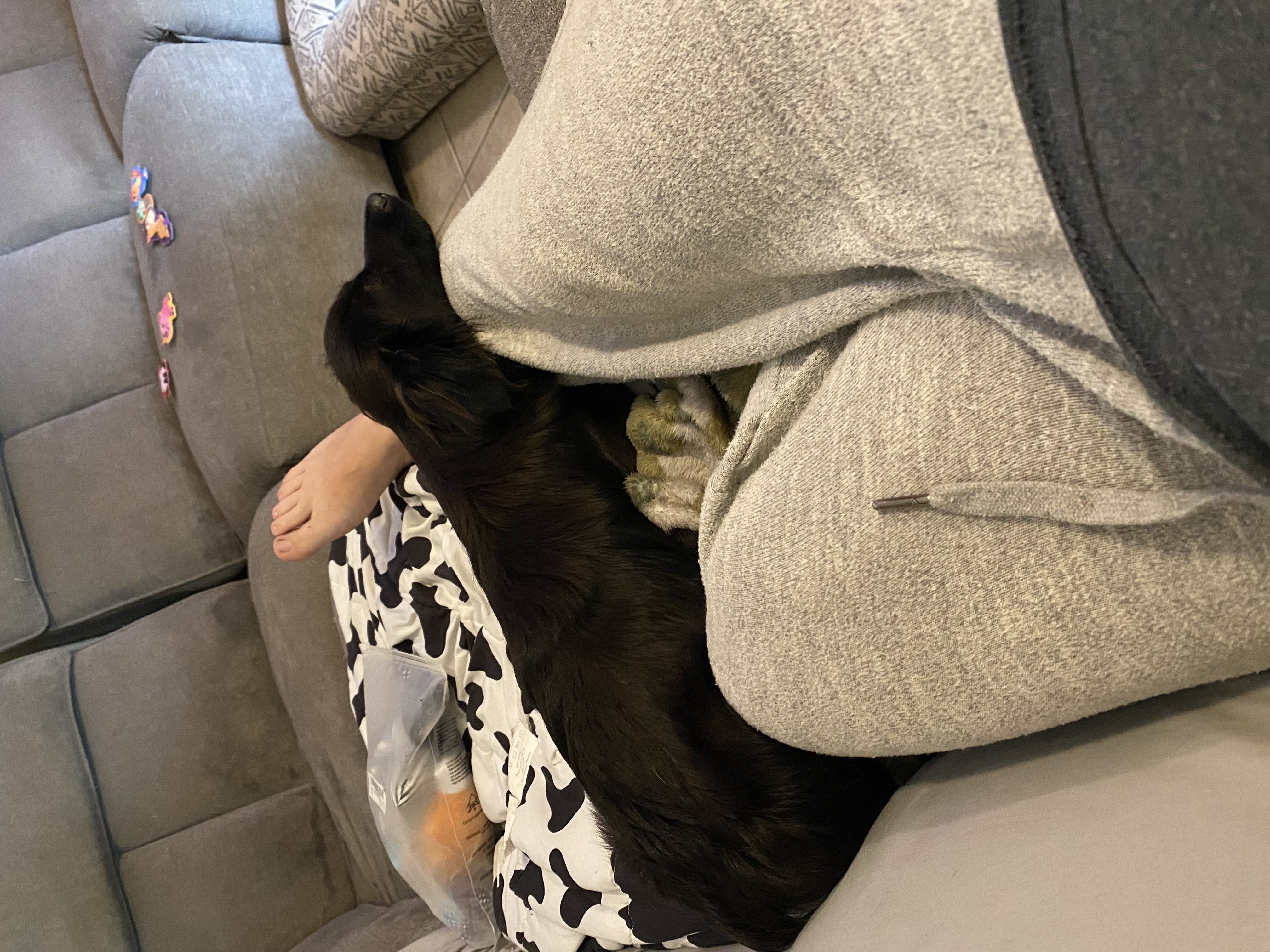 Shadow, a Adopted Chihuahua in Spring, TX image 2/4