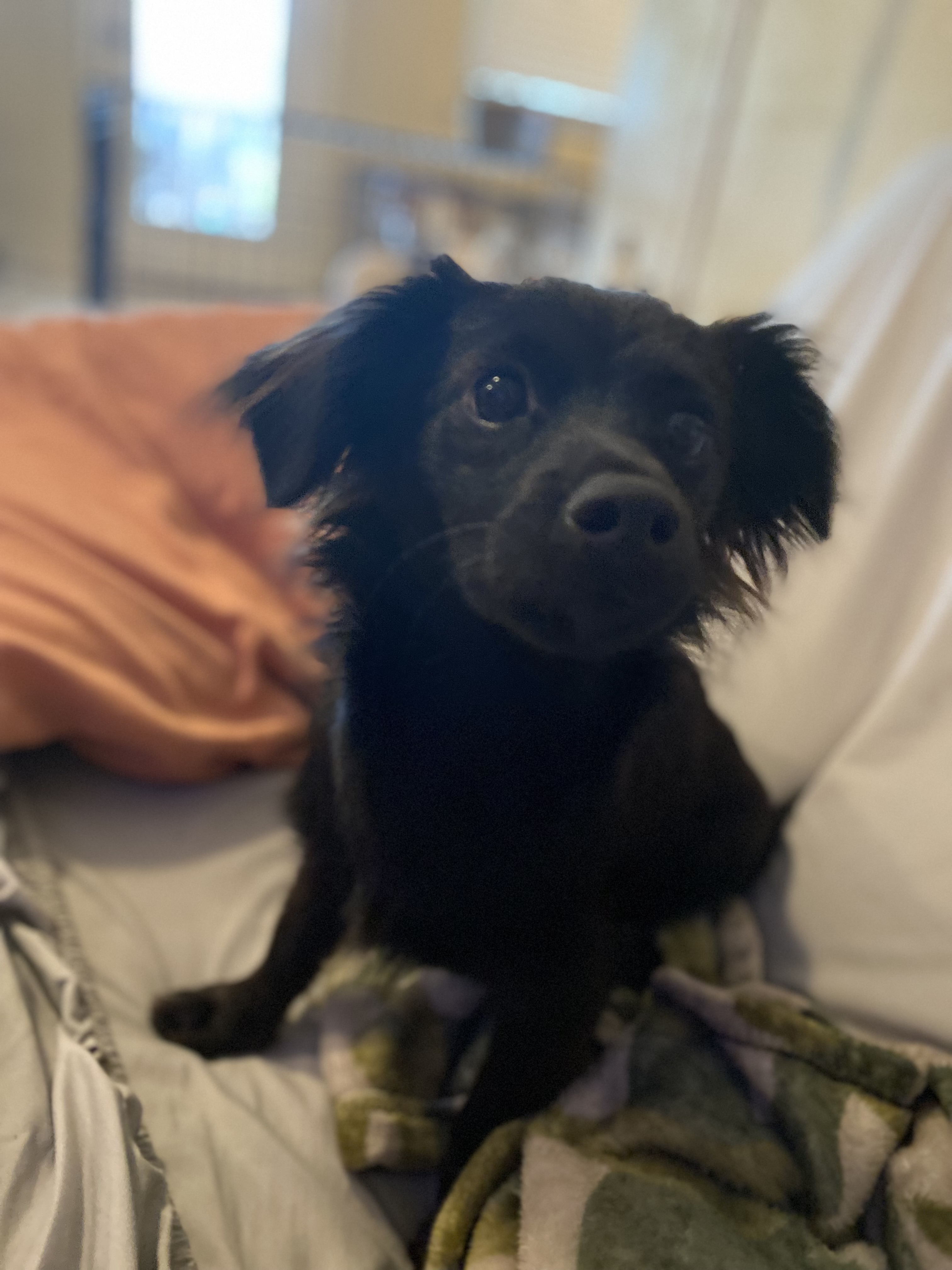 Shadow, a Adopted Chihuahua in Spring, TX image 3/4