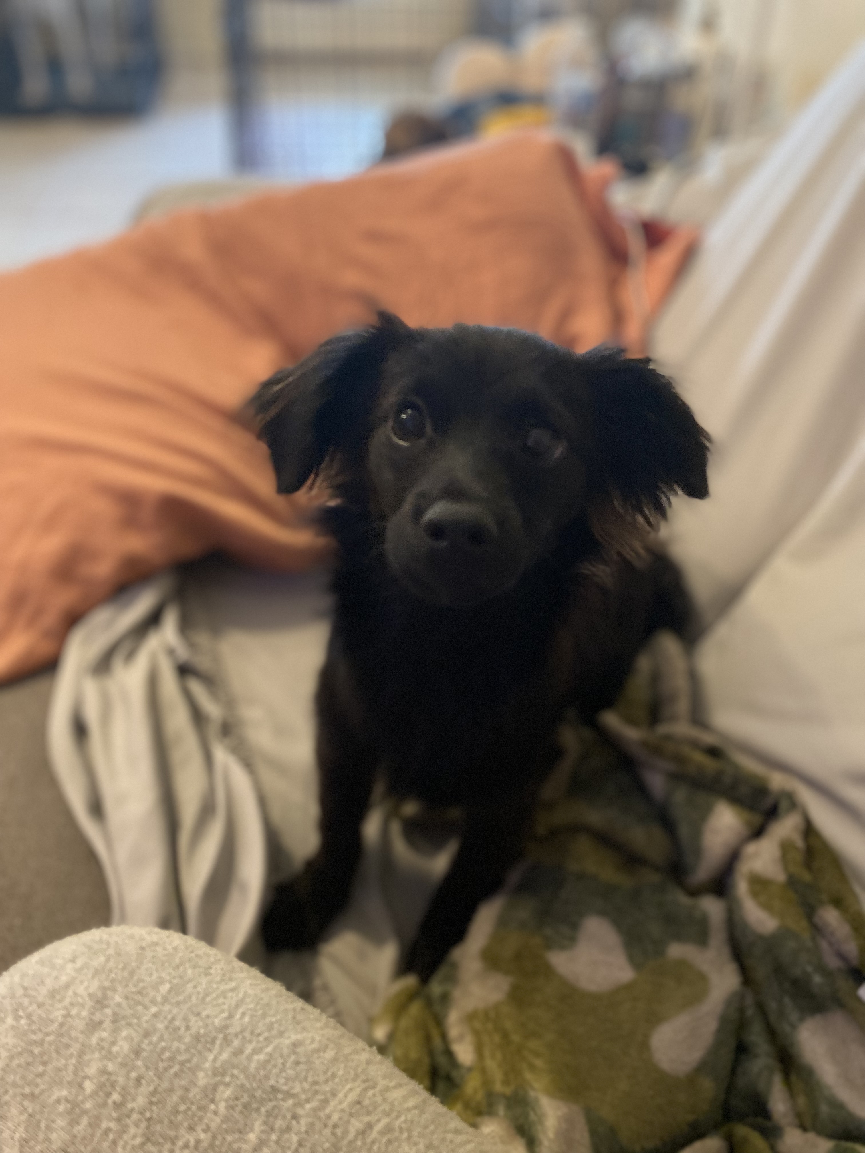 Shadow, a Adopted Chihuahua in Spring, TX image 1/4