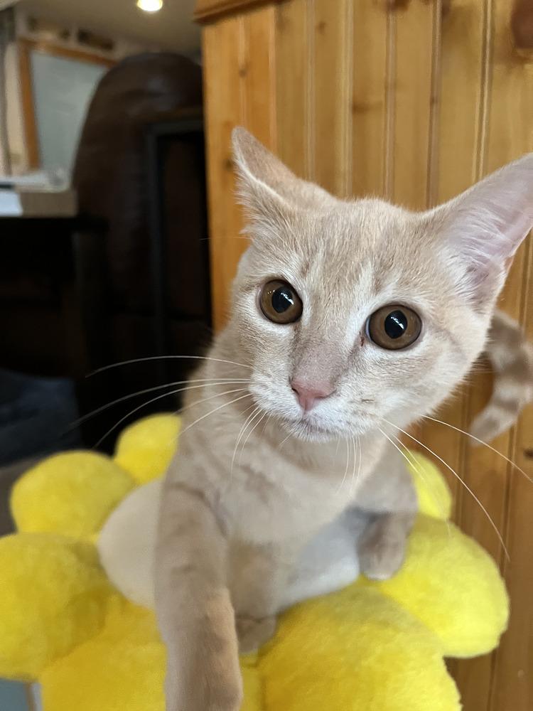 Amaretto, Adoptable, Kitten Male Domestic Short Hair.