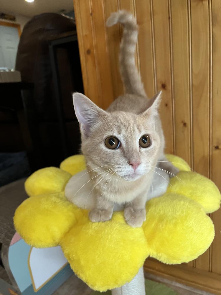 Enlarge Amaretto, a Adoptable Domestic Short Hair in Emerald Isle, NC image 2/2