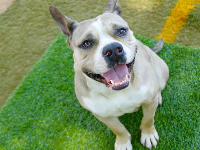 ROZ, Adoptable, Adult Female Australian Cattle Dog / Blue Heeler & American Staffordshire Terrier.