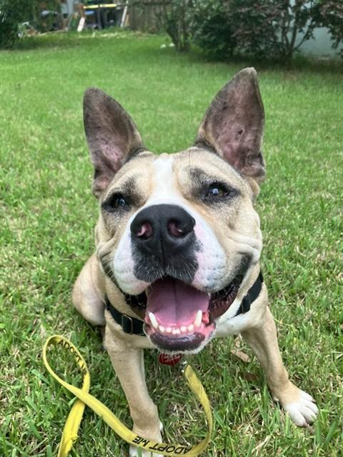 ROZ, Adoptable, Adult Female Australian Cattle Dog / Blue Heeler & American Staffordshire Terrier.