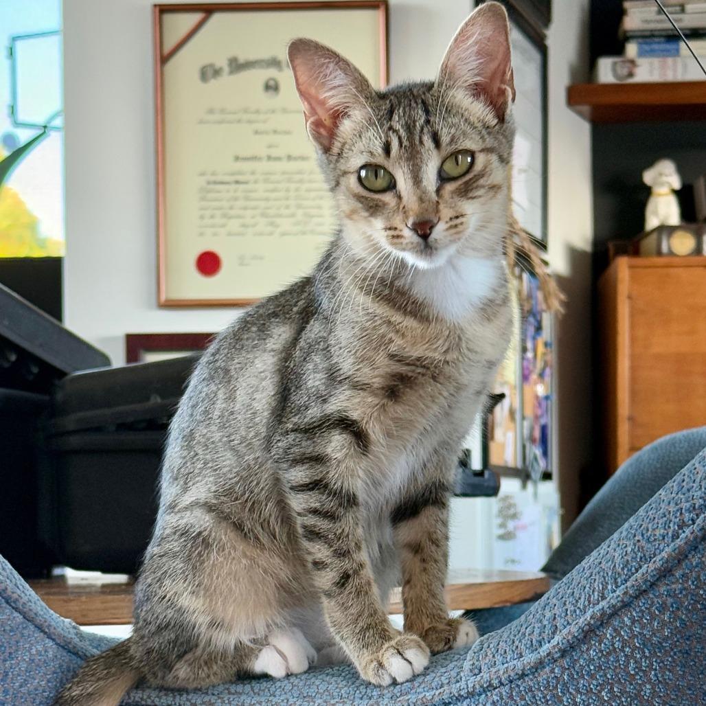 Laila, Adoptable, Adult Female Domestic Short Hair.