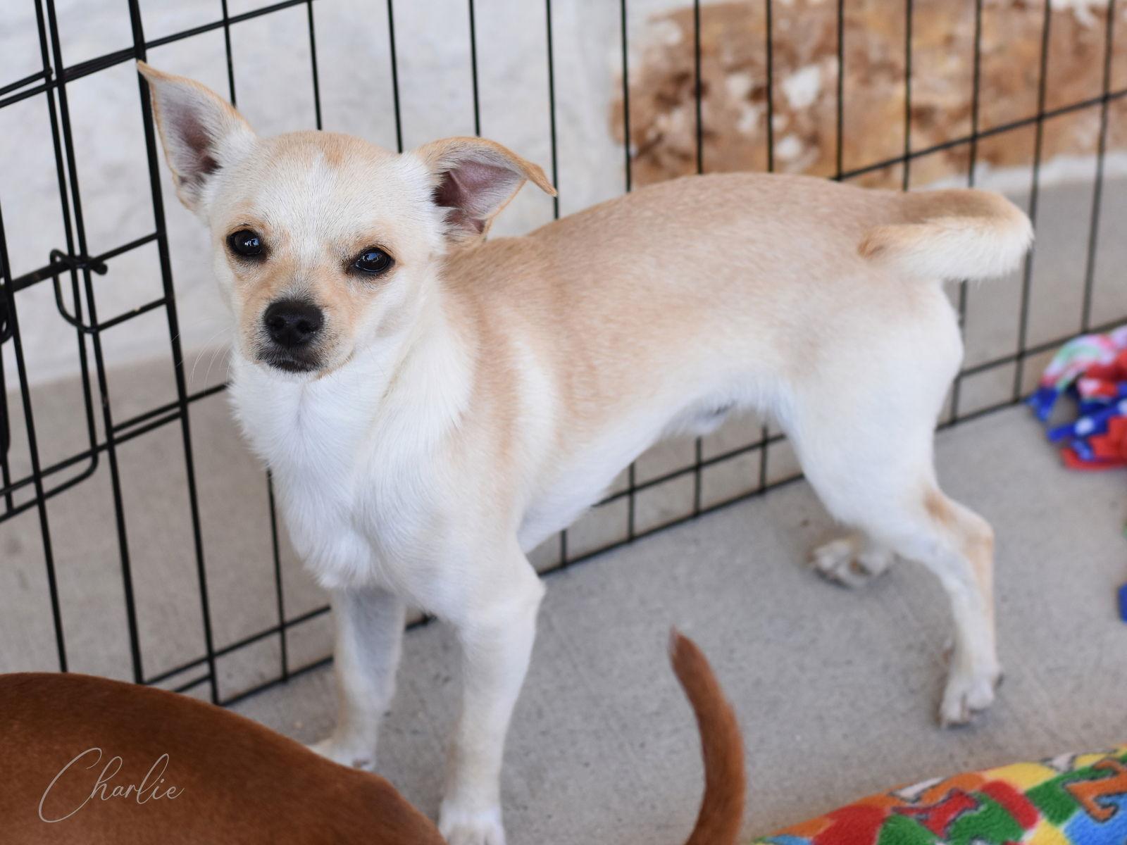 Charlie, Adoptable, Puppy Male Chihuahua.