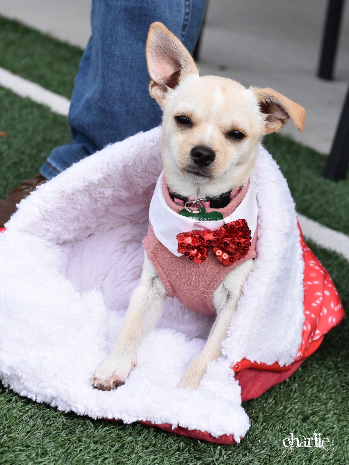 Enlarge Charlie, a Adoptable Chihuahua in Montgomery, TX image 1/3