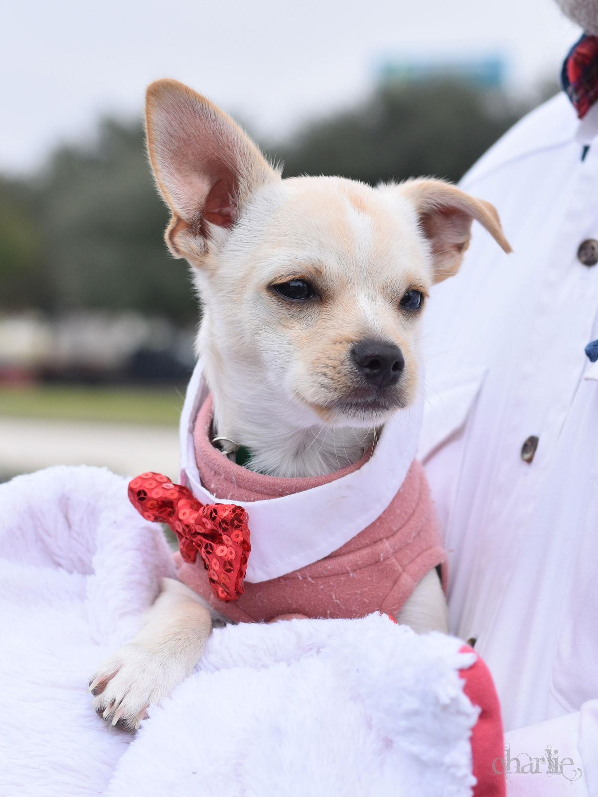 Enlarge Charlie, a Adoptable Chihuahua in Montgomery, TX image 2/3