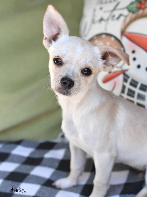Enlarge Charlie, a Adoptable Chihuahua in Montgomery, TX image 3/3