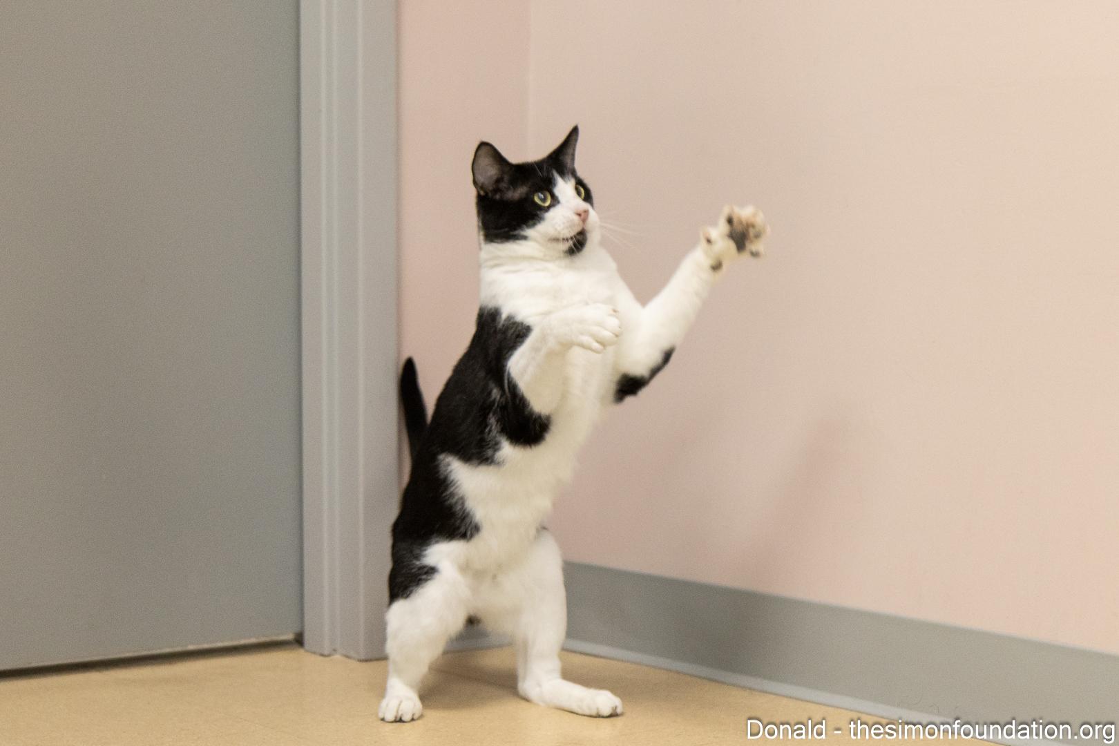 Donald, Adoptable, Young Male Domestic Short Hair.