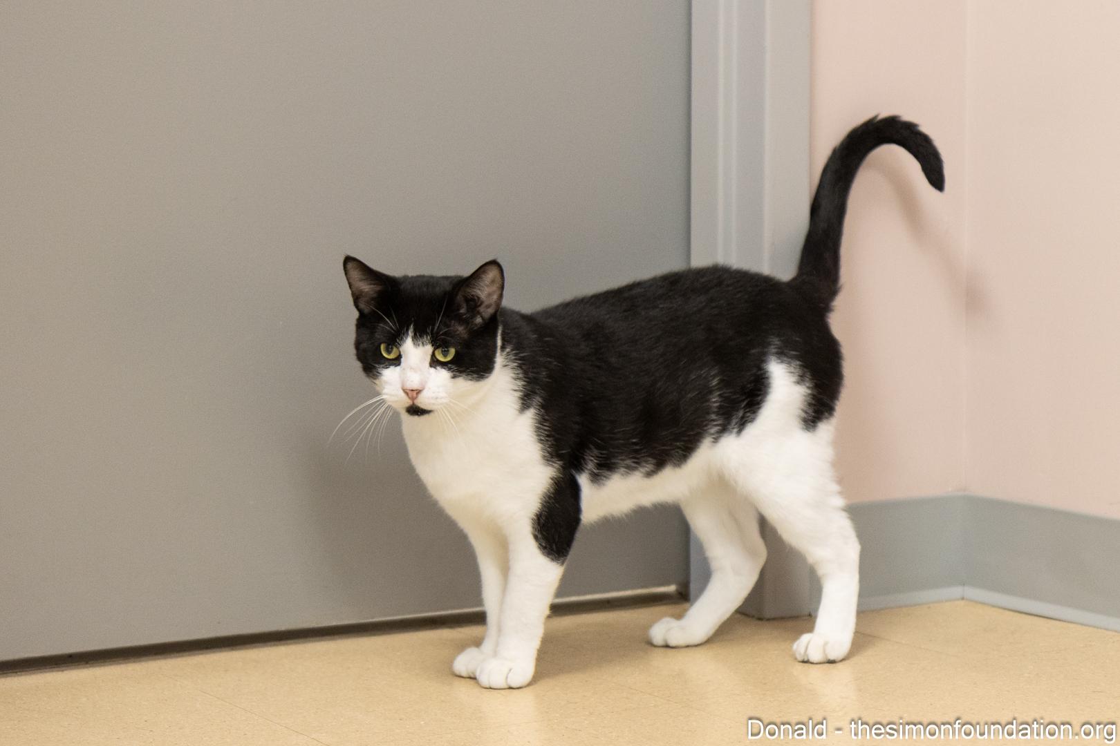 Donald, a Adoptable Domestic Short Hair in Bloomfield, CT image 5/5