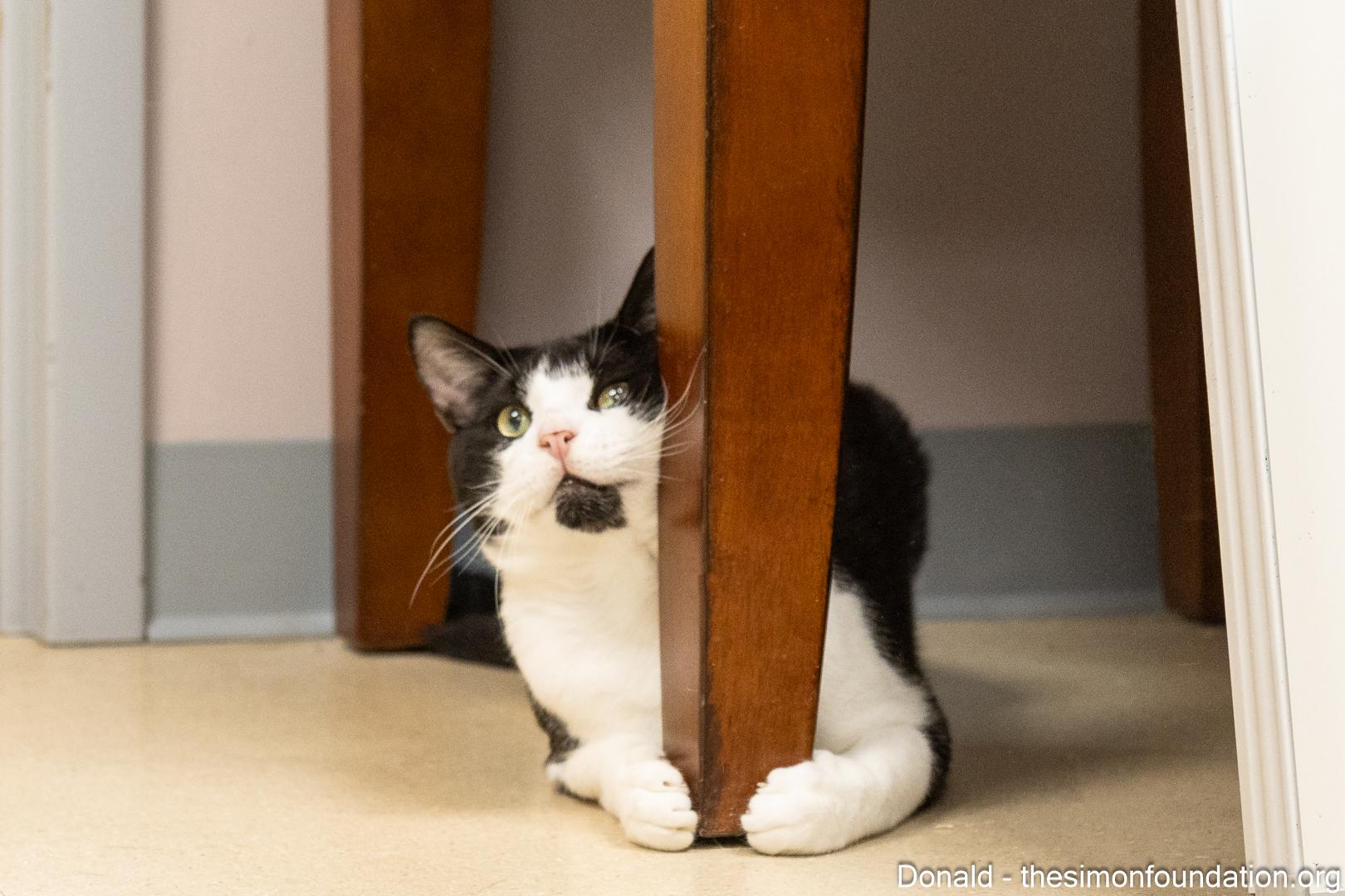 Donald Duck, Adoptable, Young Male Domestic Short Hair.