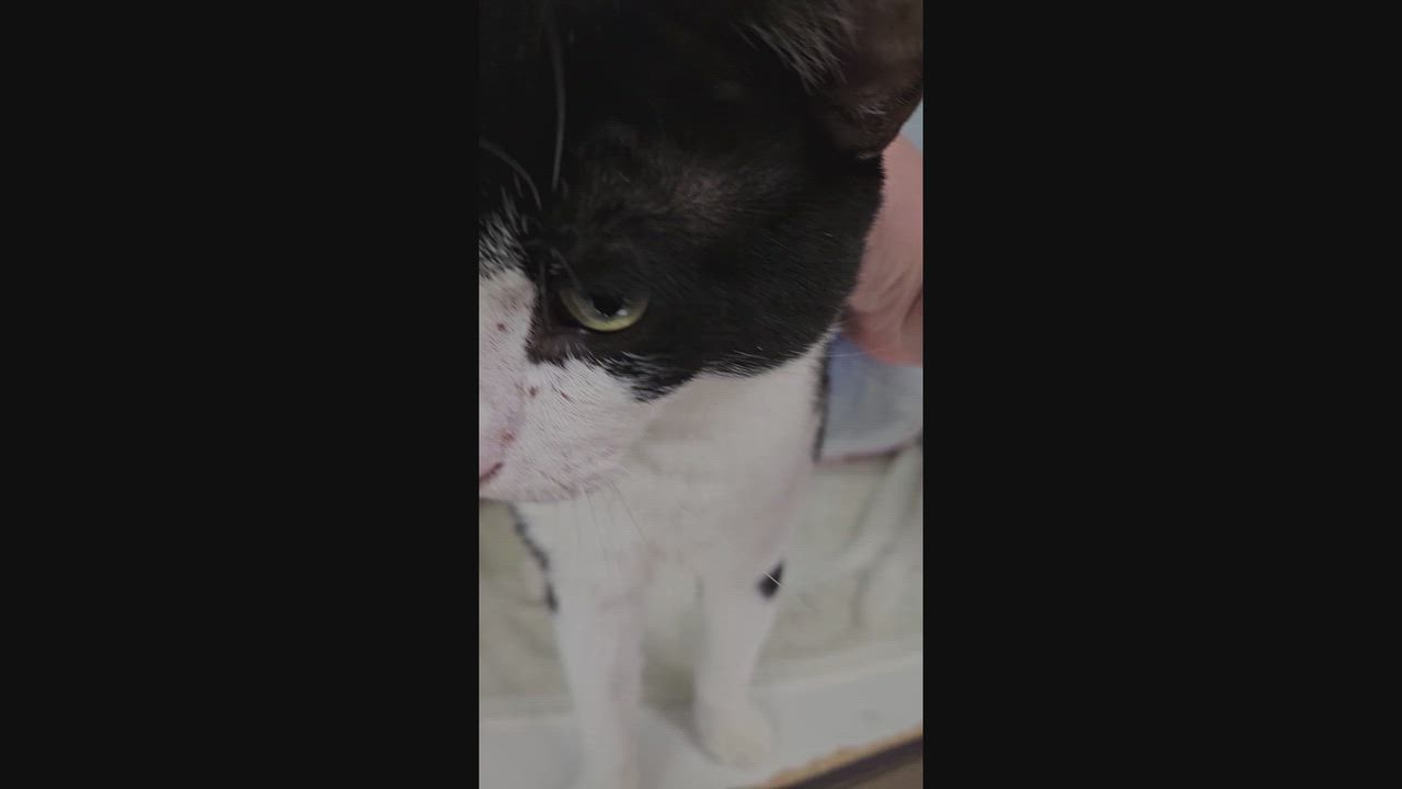 Enlarge Donald, a Adoptable Domestic Short Hair in Bloomfield, CT video 4/5