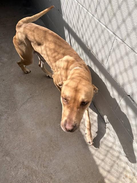 SPARK, Adoptable, Young Male Rhodesian Ridgeback & Mixed Breed.