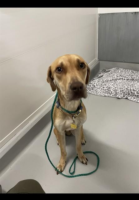 SPARK, Adoptable, Young Male Rhodesian Ridgeback & Mixed Breed.