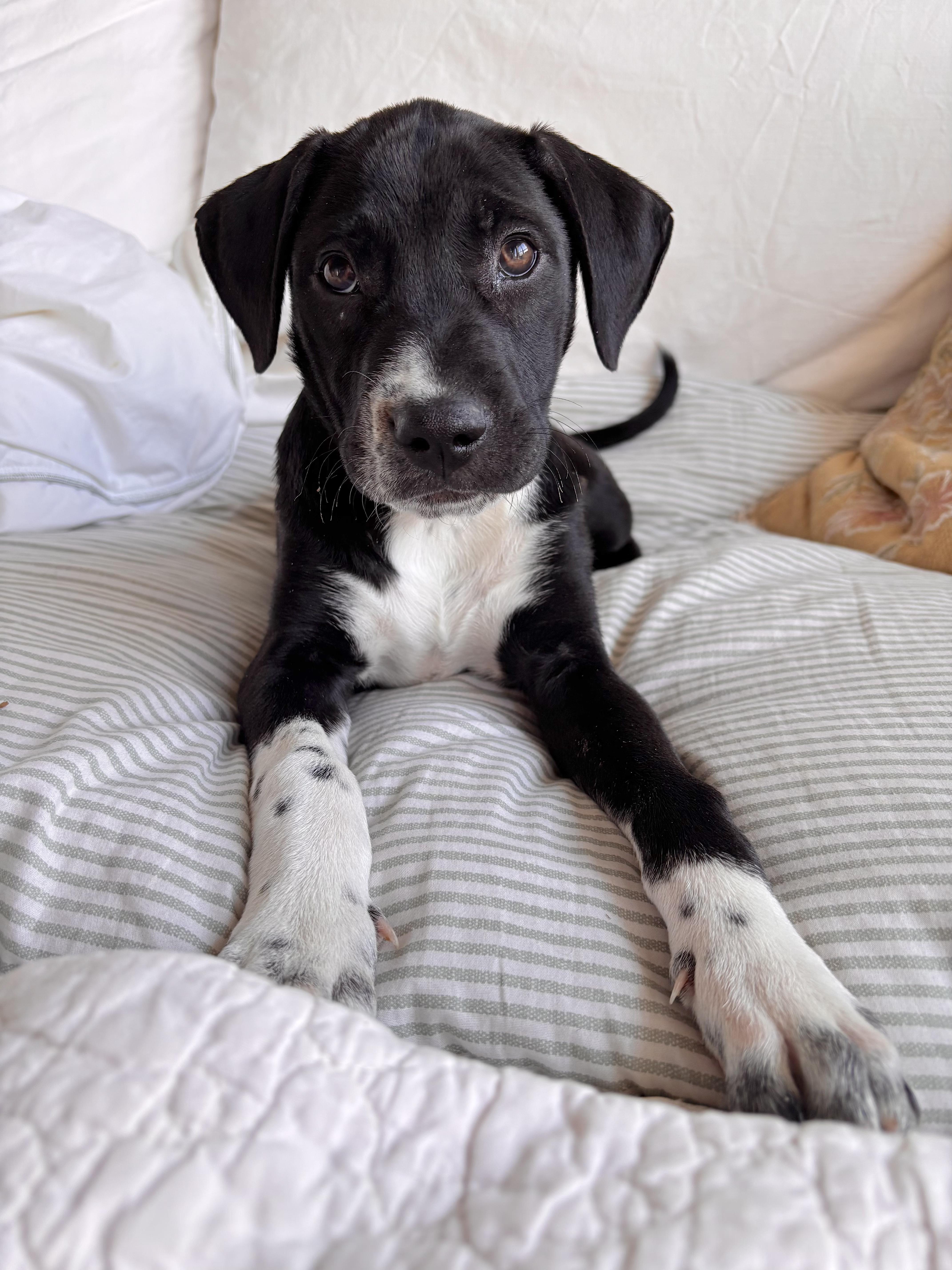 Enlarge Harper, a ADOPTABLE mixed breed in Commerce City, CO image 1/6