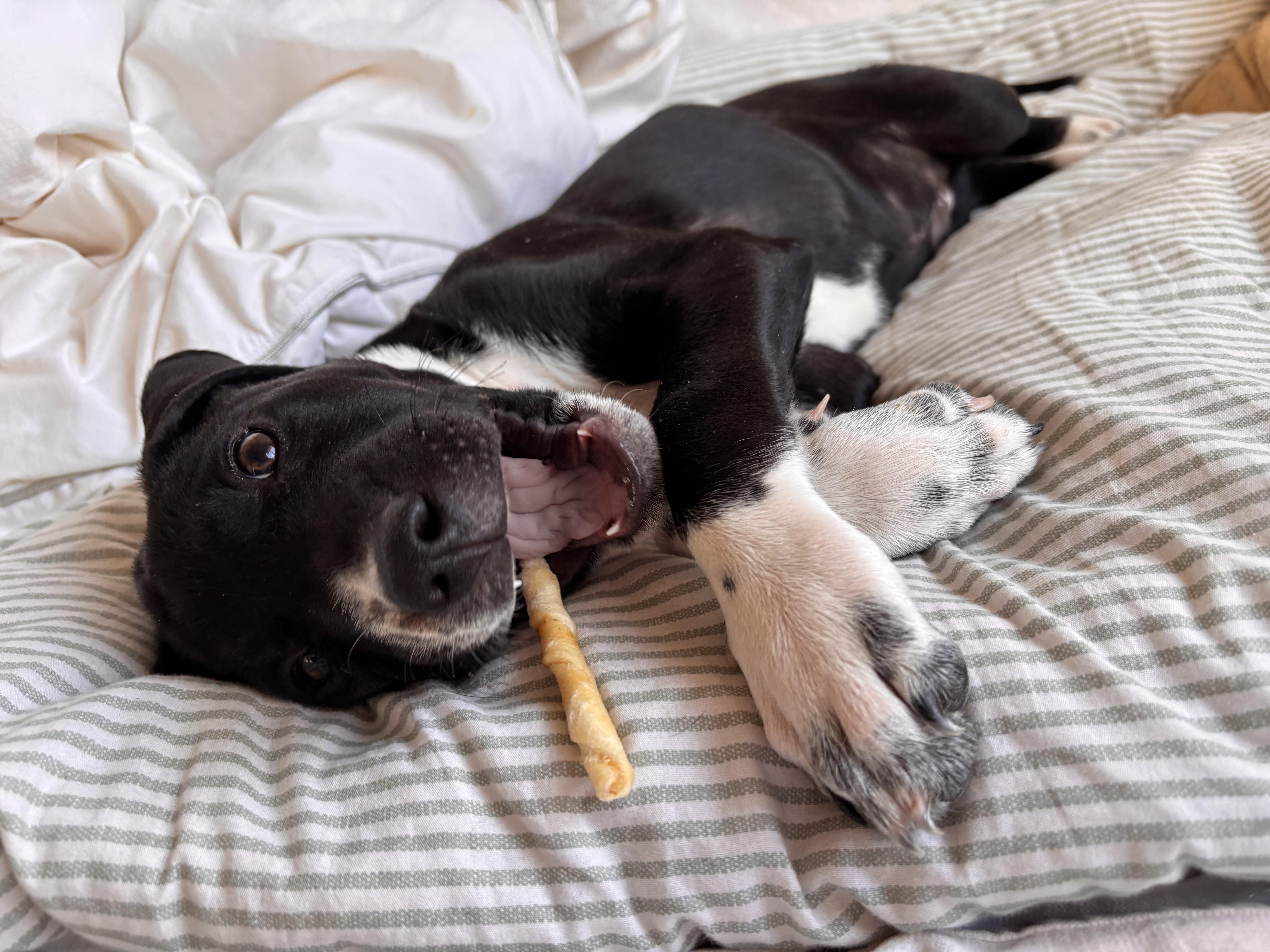 Enlarge Harper, a ADOPTABLE mixed breed in Commerce City, CO image 5/6