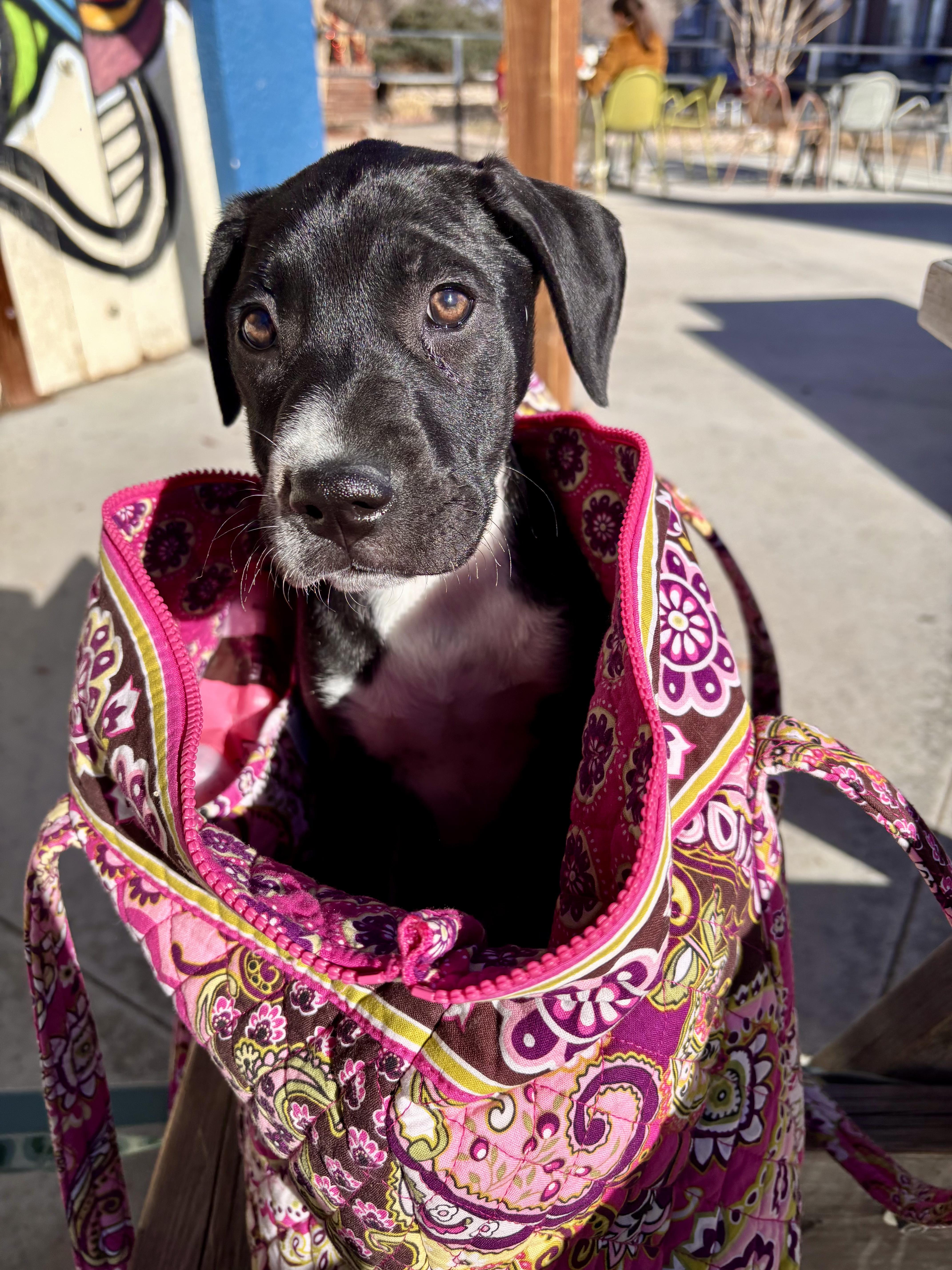 Enlarge Harper, a ADOPTABLE mixed breed in Commerce City, CO image 6/6
