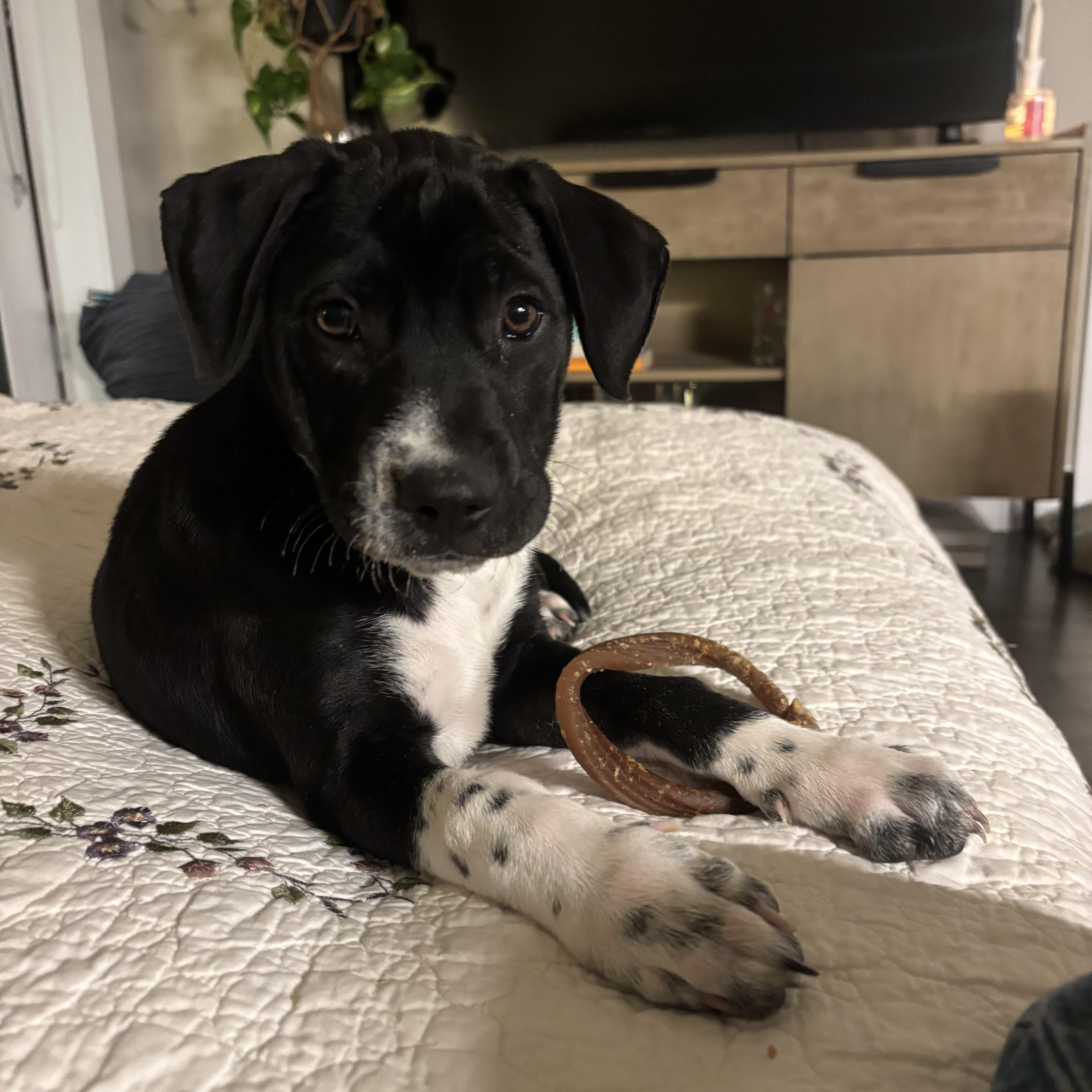 Enlarge Harper, a ADOPTABLE mixed breed in Commerce City, CO image 3/6