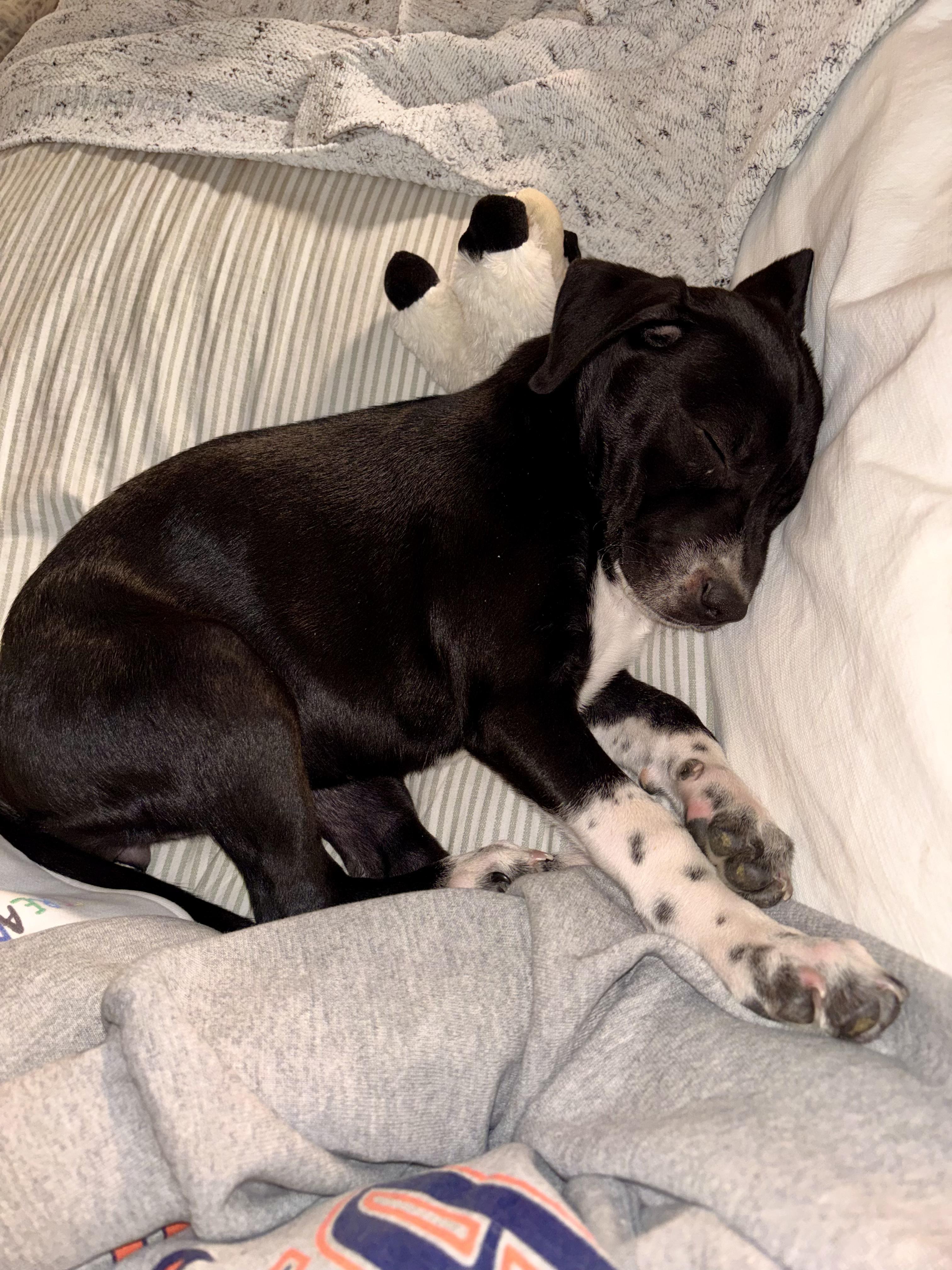 Enlarge Harper, a ADOPTABLE mixed breed in Commerce City, CO image 4/6