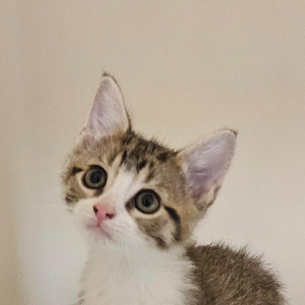 Charlie, a Adoptable Domestic Short Hair in Zanesville, OH image 1/2