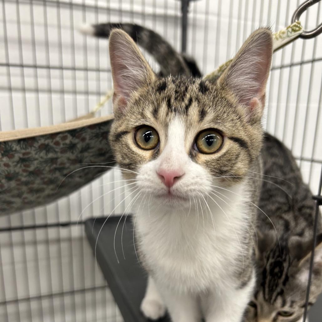 Charlie, a Adoptable Domestic Short Hair in Zanesville, OH image 2/2