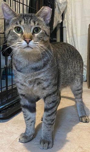 Enlarge Linus & Ronan, a Adoptable mixed breed in Bethlehem, PA image 4/4