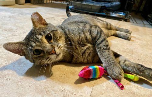 Enlarge Linus & Ronan, a Adoptable mixed breed in Bethlehem, PA image 3/4