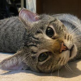 Linus & Ronan, Adoptable, Young Male Domestic Short Hair & Tabby.