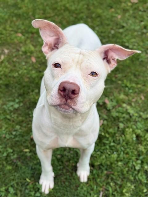 CATHERINE, Adoptable, Young Female Pit Bull Terrier.