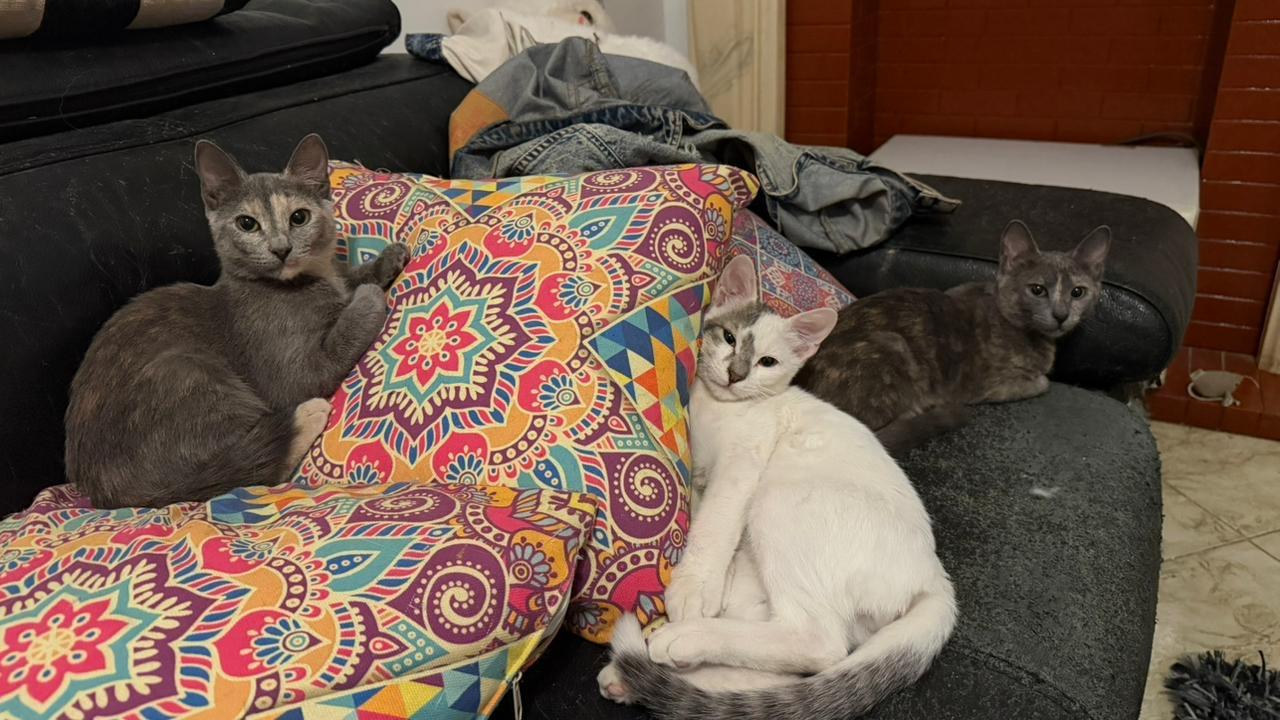 Simba T., an adoptable Burmilla, Himalayan in Brampton, ON, L6P 2E9 | Photo Image 2