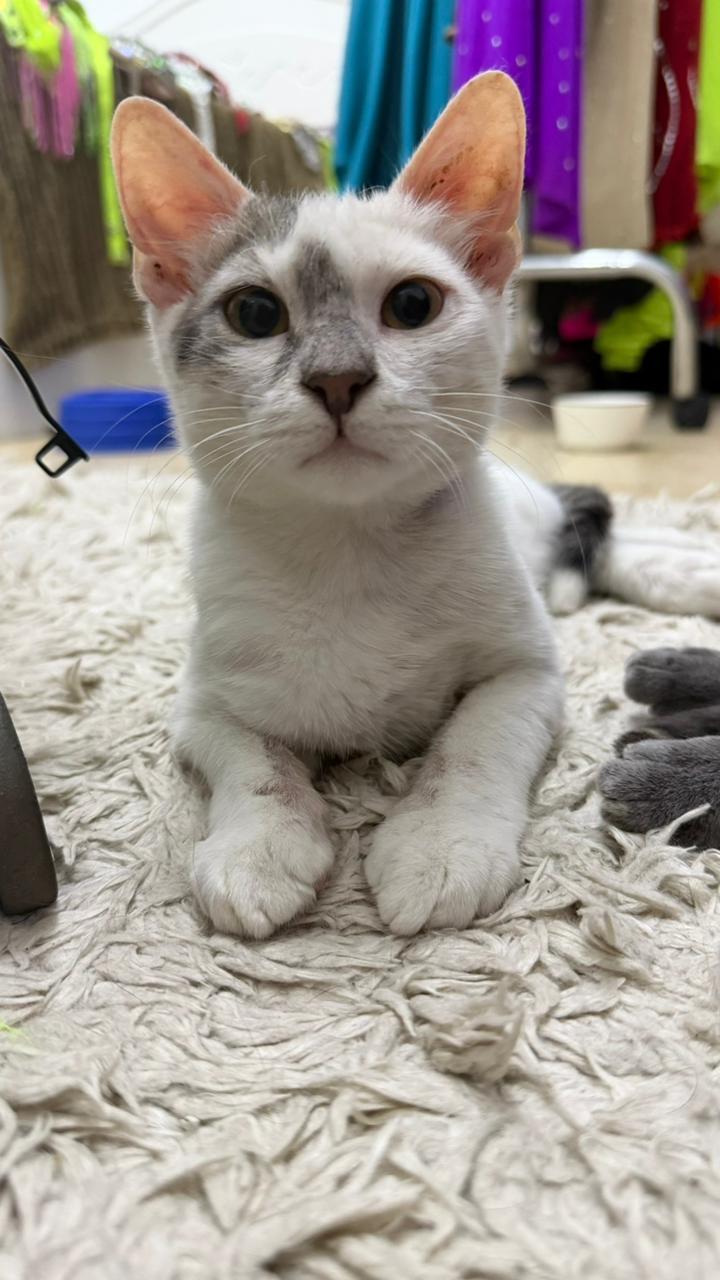 Simba T., an adoptable Burmilla, Himalayan in Brampton, ON, L6P 2E9 | Photo Image 4