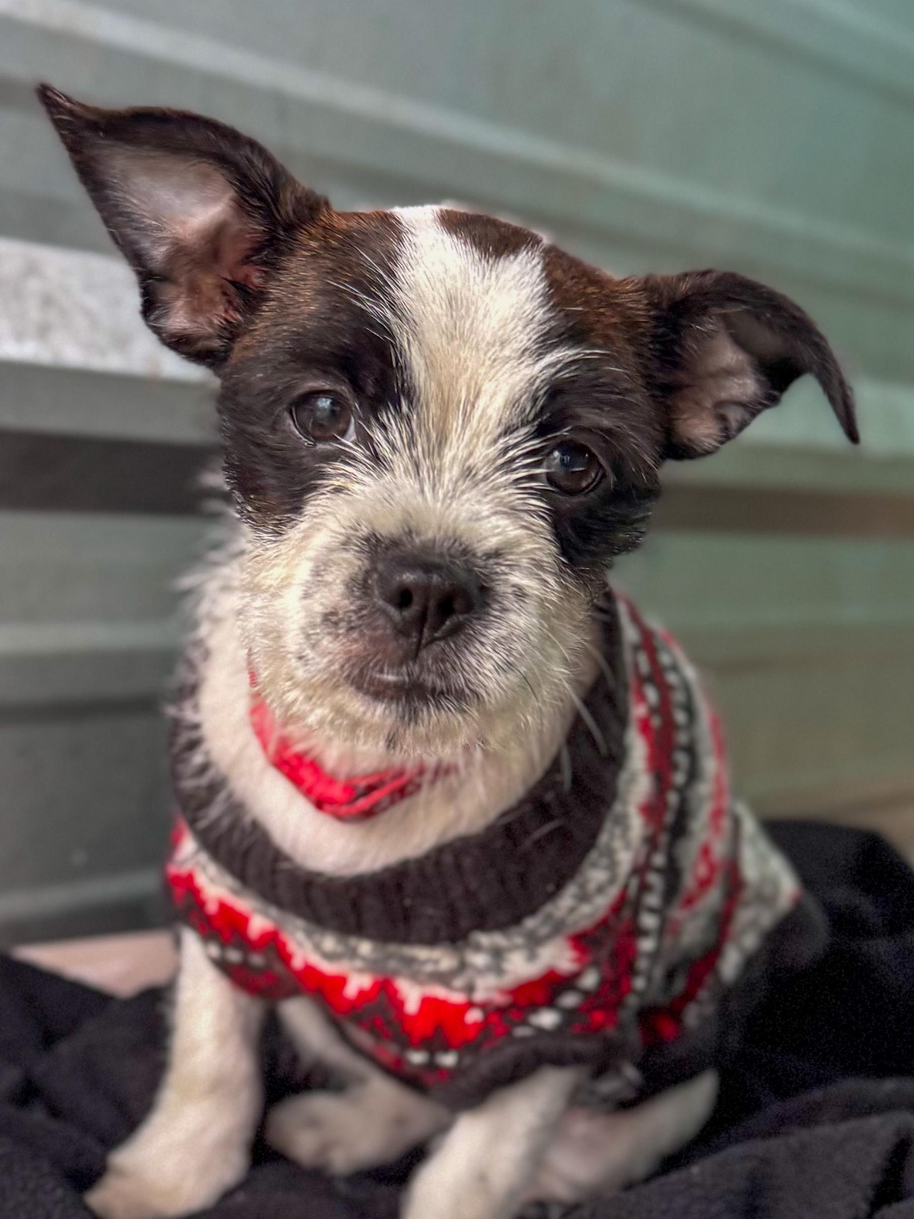 BABY POLKA DOT , an adopted mixed breed in Fresno, CA image 1/6