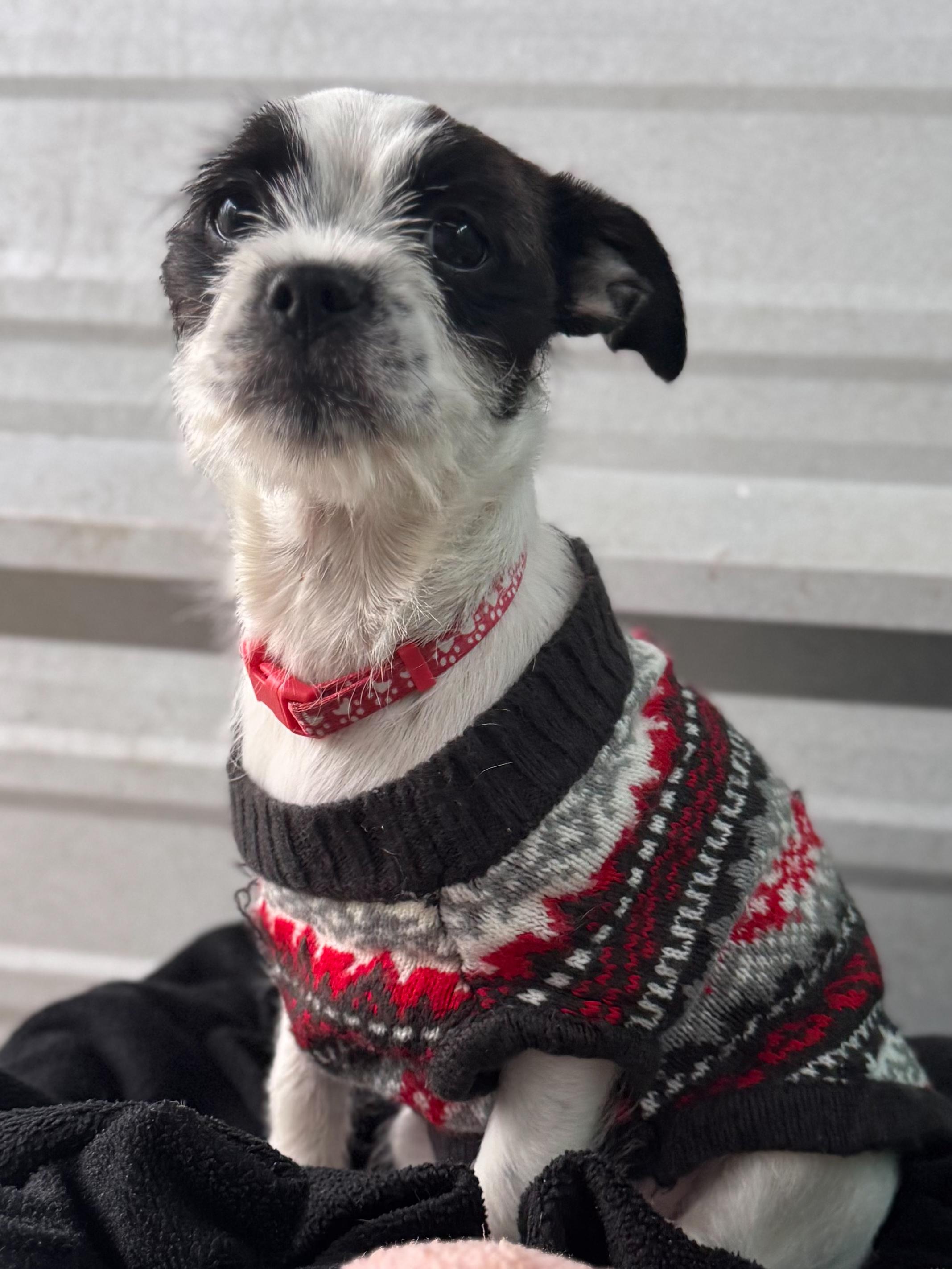 BABY POLKA DOT , an adopted mixed breed in Fresno, CA image 5/6