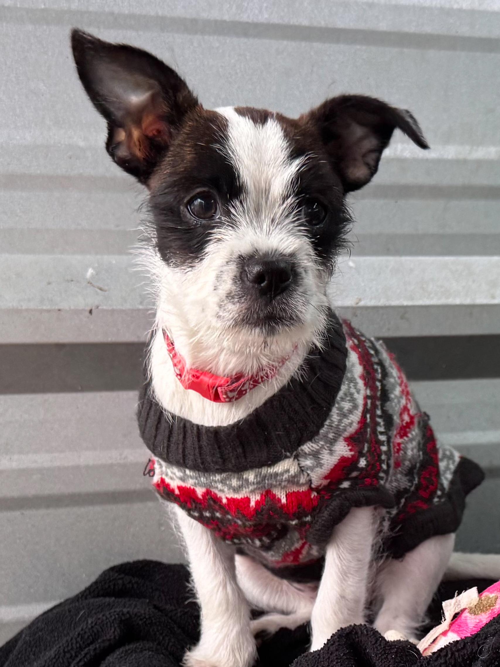 BABY POLKA DOT , an adopted mixed breed in Fresno, CA image 3/6