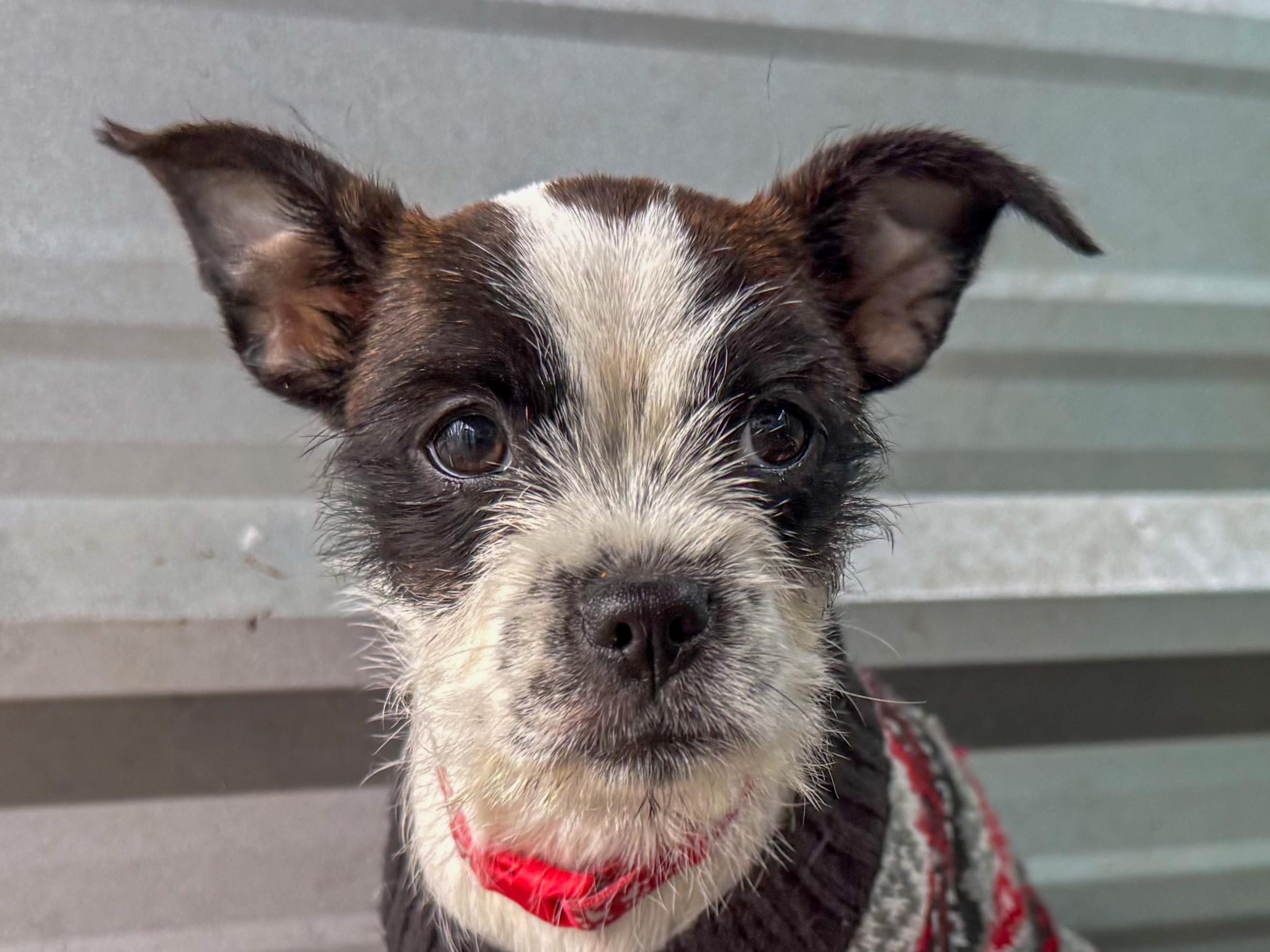 BABY POLKA DOT , an adopted mixed breed in Fresno, CA image 4/6