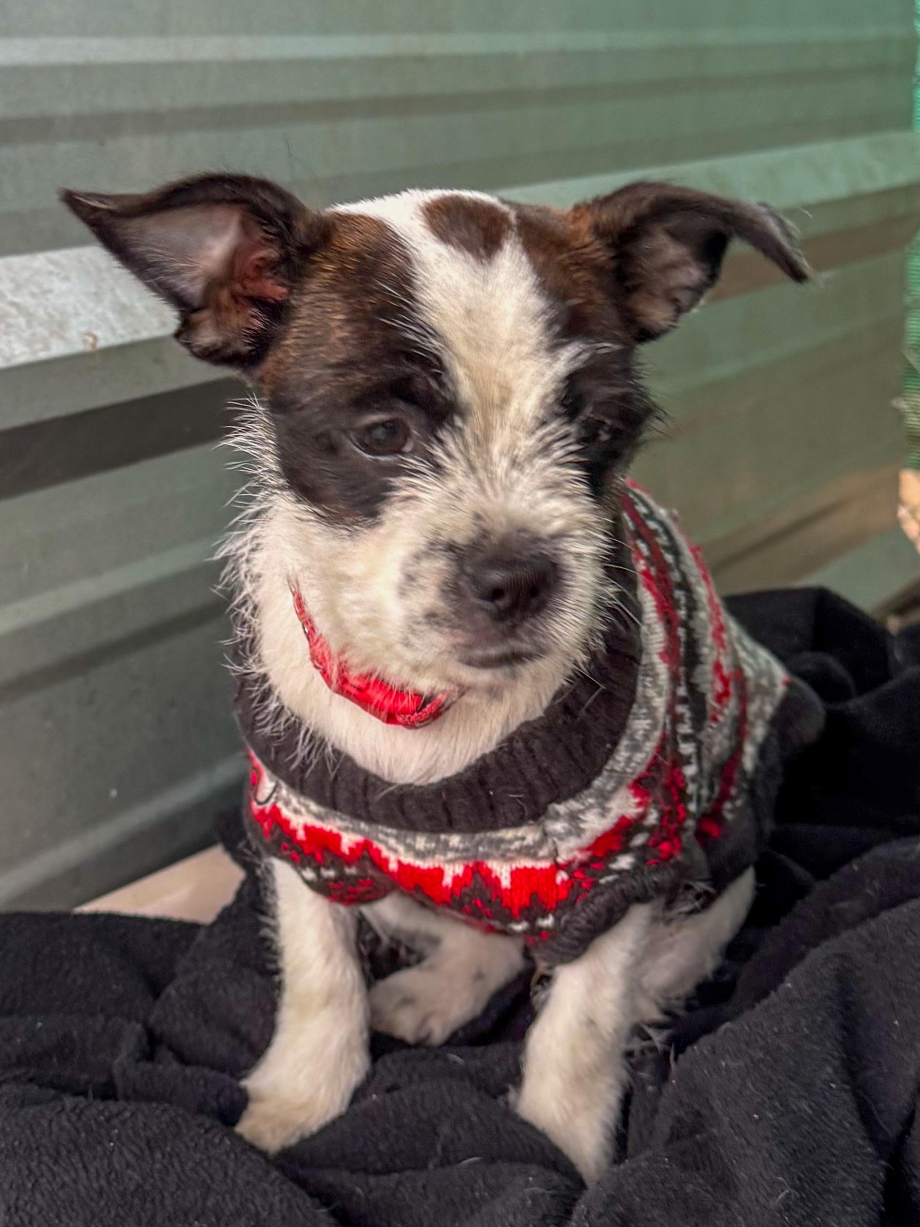 BABY POLKA DOT , an adopted mixed breed in Fresno, CA image 6/6