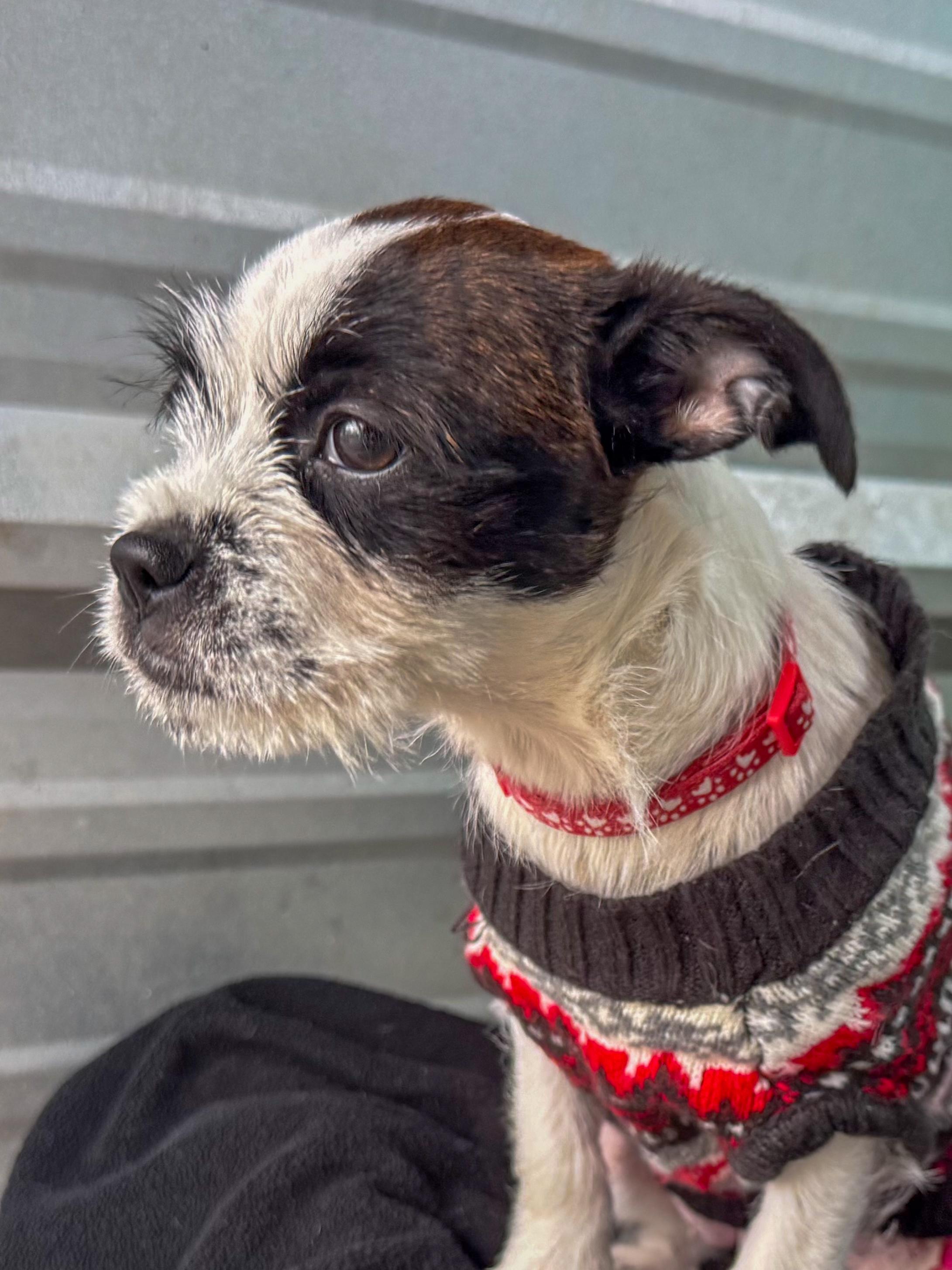 BABY POLKA DOT , an adopted mixed breed in Fresno, CA image 2/6