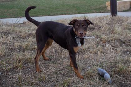 Robin Buckley, a Adoptable mixed breed in Kansas City, MO image 1/3