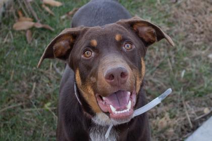 Robin Buckley, a Adoptable mixed breed in Kansas City, MO image 2/3