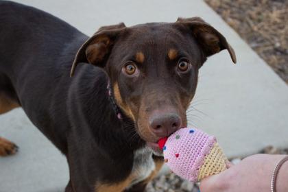 Robin Buckley, a Adoptable mixed breed in Kansas City, MO image 3/3