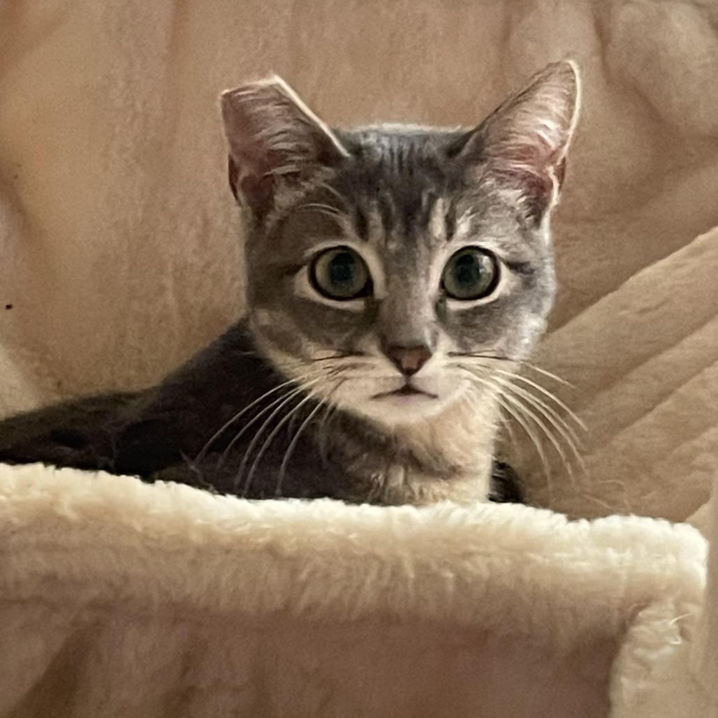 Picabo, Adoptable, Kitten Female Domestic Short Hair.