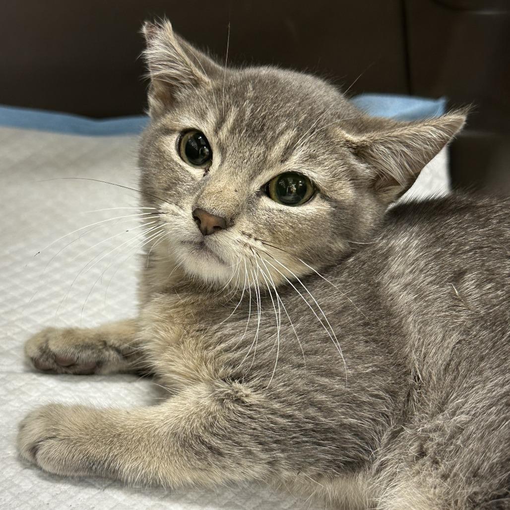 Enlarge Picabo, a Adoptable Domestic Short Hair in Folsom, LA image 2/2