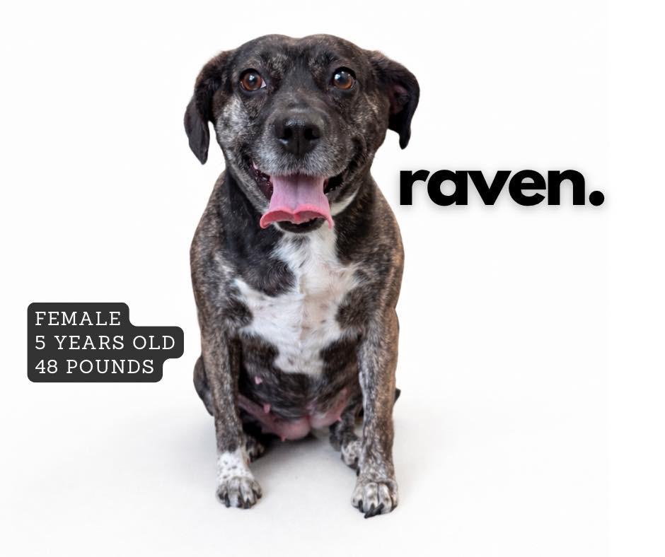 Raven, Adoptable, Adult Female Mixed Breed.