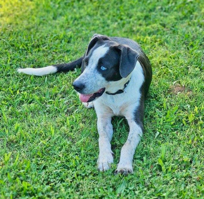 Dewey, Adoptable, Young Male Border Collie.